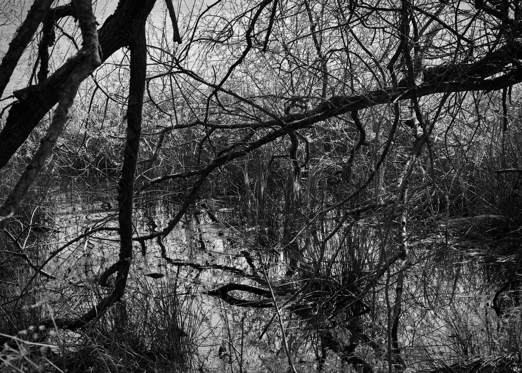 Czarno-biały las z nagimi gałęziami odbijającymi się w wodzie