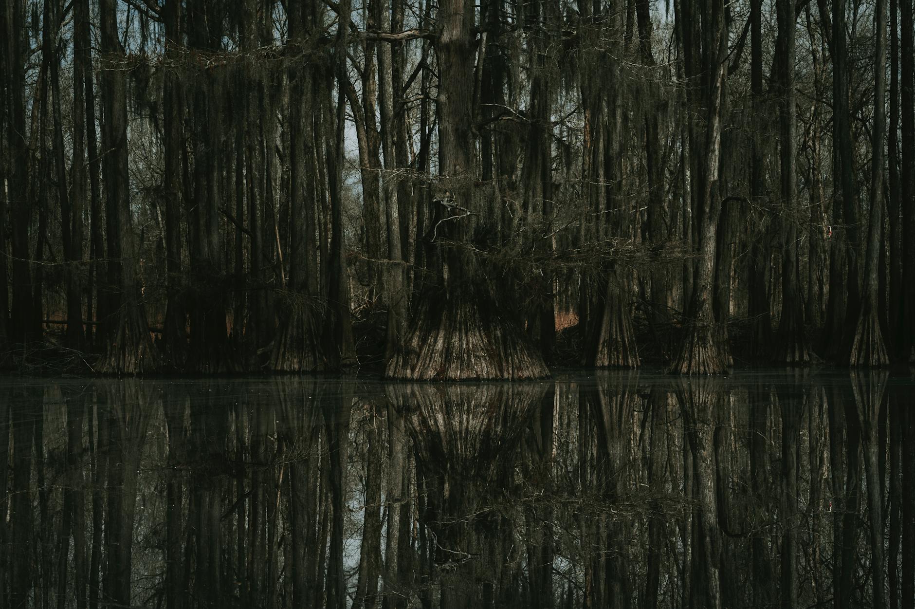 Odbicie cyprysów w spokojnych wodach leśnego bagna